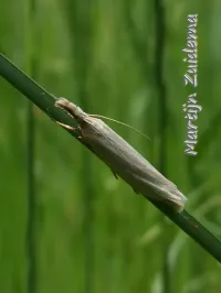 Bleke grasmot [Crambus perlella]